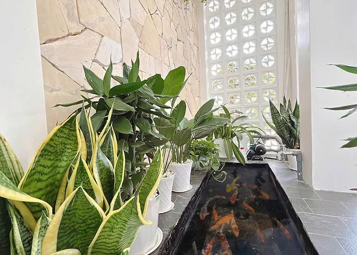 Nad Nguyên Căn Tại Căn hộ *